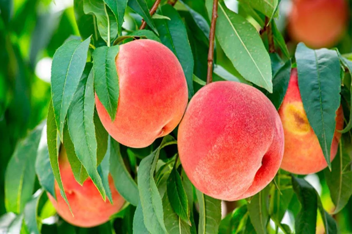 Tokyo Fruits